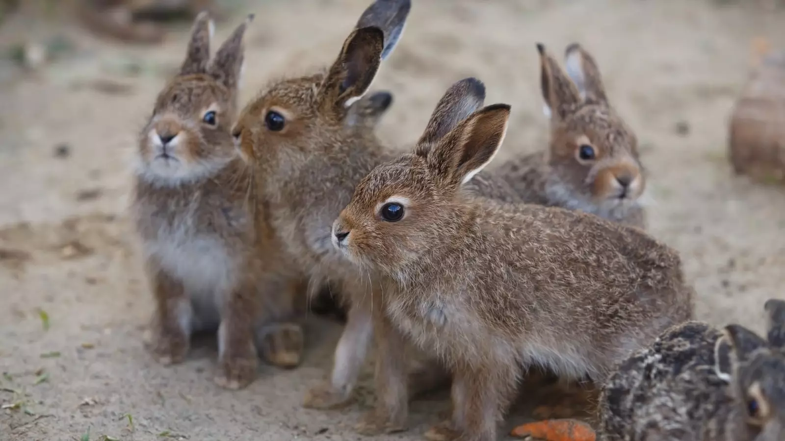 В лесах Омской области накануне пожароопасного сезона появились первые зайчата